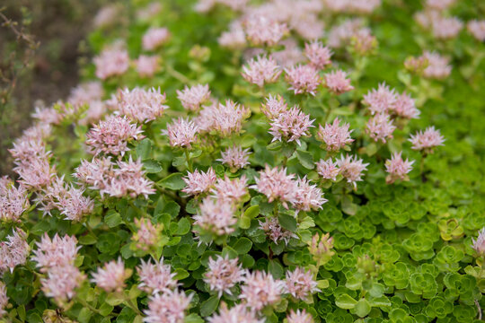 Close Up Of Sedum Spurium