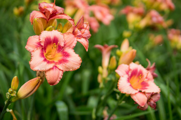 close up of Daylily