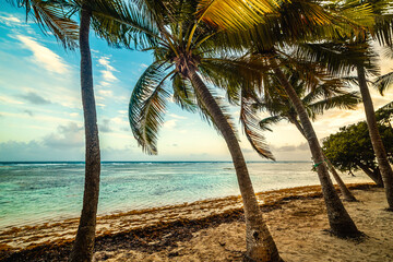 Coconut palm trees in Bois Jolan Beach at sunset