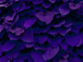 Naklejka premium Purple background of ivy leaves growing on the wall. Natural pattern.