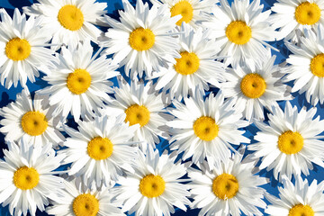 Floral background from daisies. Advertising, postcard. banner. Simple drawing for any surface design.