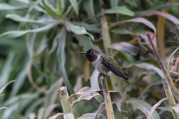 Adorable male Anna's Hummingbird clings to wildflower branch perch while foraging for food in the summertime morning.