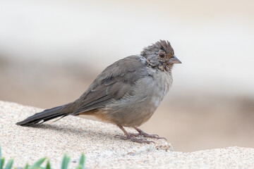 California Towhee bird rest comfortably on the top of cinder block wall with eye looking out for potential danger.