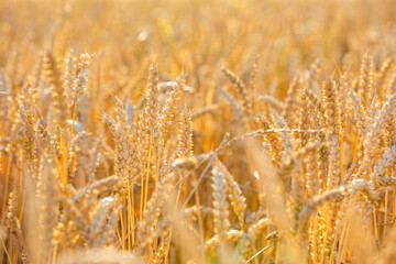 Golden field of wheat in sunny day, Czech republic