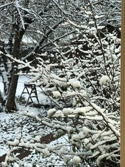 Backyard Snowfall