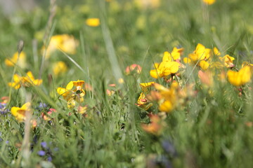 Yellow Wildflowers