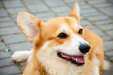 Welsh corgi for a walk
