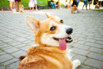 Welsh corgi for a walk