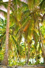 palm trees on beach by ocean. tropical climate