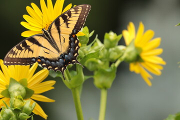 eastern tiger swallowtail (Papilio glaucus) on cup plant (Silphium perfoliatum) with yellow flowers