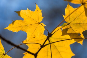 Yellow Autumn Plane Tree Leaves on the Branch