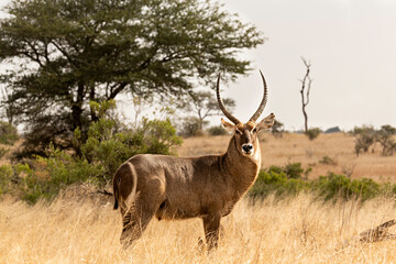 Naklejka na ściany i meble Ciervo en el parque nacional Kruger, Sudáfrica.