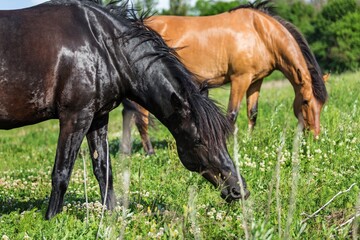 Group of Horses Grazing on a Pasture