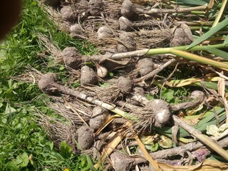 dried on the grass dug out of the ground garlic