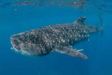 Whale shark swimming in the warm blue waters off of Cancun