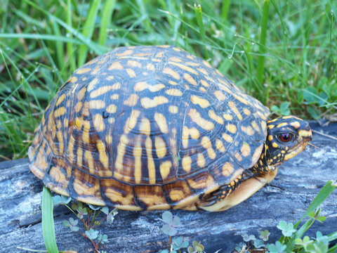 Eastern Box Tortoise