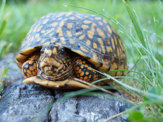 Eastern Box Tortoise