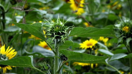 sunflower, słonecznik