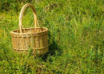 Fototapeta na wymiar landscape with wicker basket in the bog, bog vegetation, green cranberry background, bog plants, summer