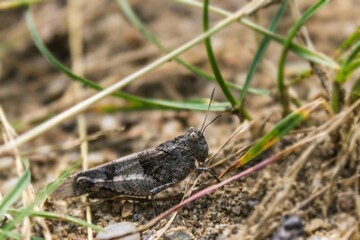 Gray grasshopper (Lactista azteca) near the lake