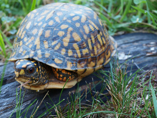 Eastern Box Tortoise