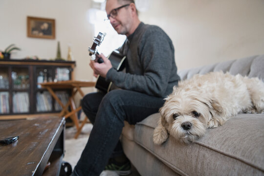 Cute dog on sofa next to man playing guitar