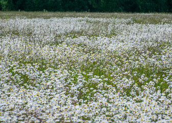 white daisy flower background, background wallpaper, field with daisies, summer