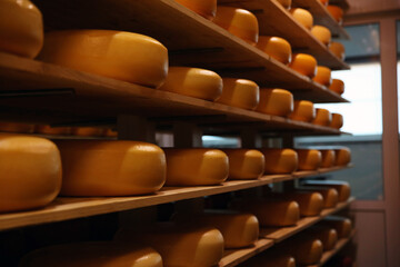 Obraz premium Fresh cheese heads on rack in factory warehouse