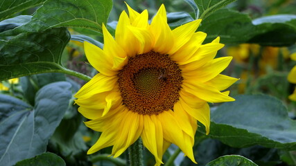 sunflower, słonecznik