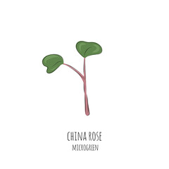 Hand drawn china rose micro greens. Vector illustration in sketch style isolated on white background.