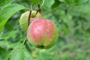 Apples ripen on the tree branch
