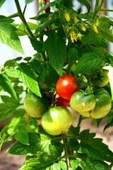 Tomato Bush. Tomatoes growing right on the