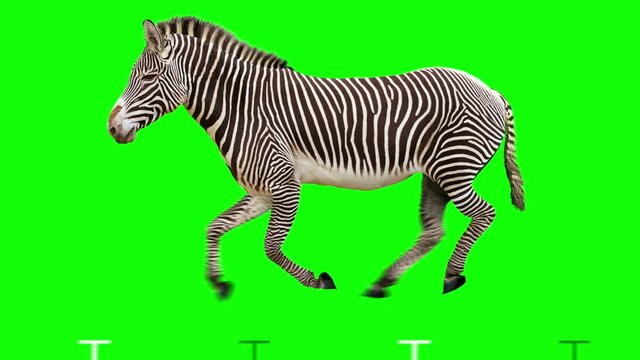 Isolated zebra cyclical running. Can be used as a silhouette. Green Screen.