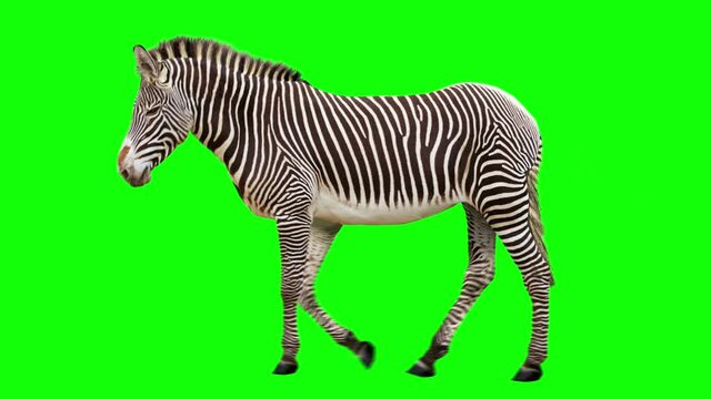 Isolated zebra cyclical walking. Can be used as a silhouette. Green Screen.