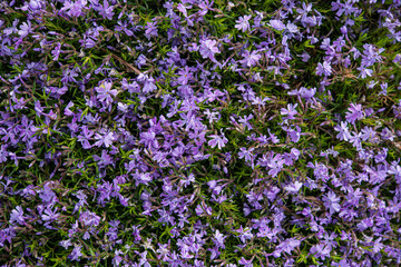 Purple flowers and green foliage of a plant in a flower bed.