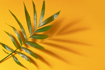 Fototapeta na wymiar Tropical leaf on yellow paper background. Top view, minimal design template with copyspace.