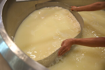 Worker separating curd from whey in tank at cheese factory, closeup