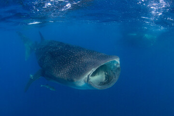 Naklejka premium Whale shark swimming in the warm blue waters off of Cancun