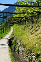 Fototapeta na wymiar pathway along Waal and wine yard in Tyrol