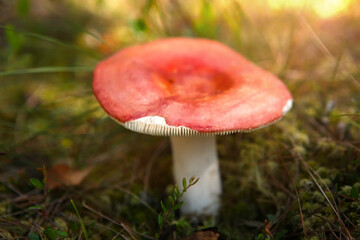 A russula mushroom, with a red cap, in a Belarusian forest, with sunlight.