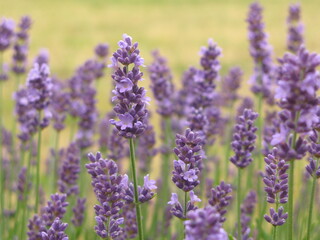 True lavender flowers (Lavandula angustifolia) in a garden