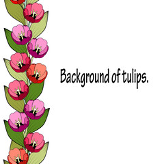 Seamless vertical border of bright colored tulips. White background.