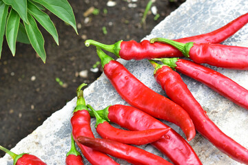 Lots of red fresh chili peppers on the concrete floor