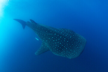 Whale shark swimming in the warm blue waters off of Cancun