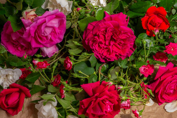 red roses background