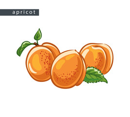 sketch_apricots_three_fruits