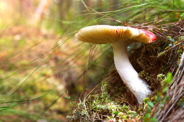 A russula mushroom, with a red cap, in a Belarusian forest, with sunlight.