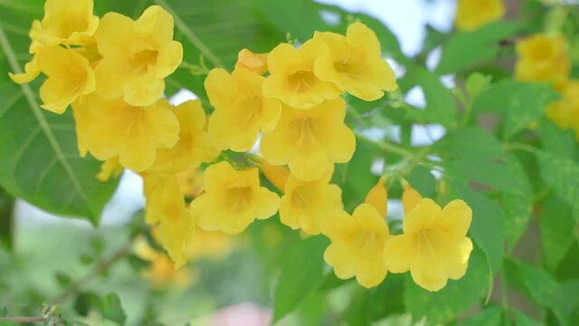Yellow Elder Flower,Yellow elder, Trumpetbush, Trumpetflower, Yellow trumpet-flower, Yellow trumpetbush, tecoma stans Tropical areas of southern Thailand.