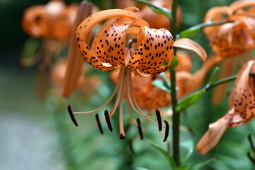 Blüten einer Tigerlilie © christiane65