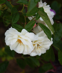 Obraz premium Flores do Brasil